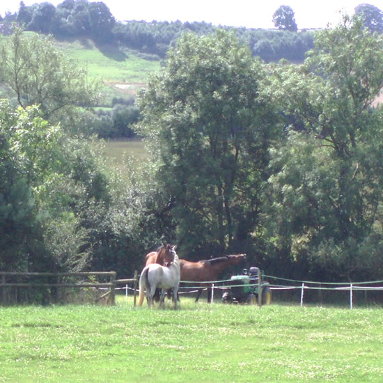 Horses at Oxbow Farm